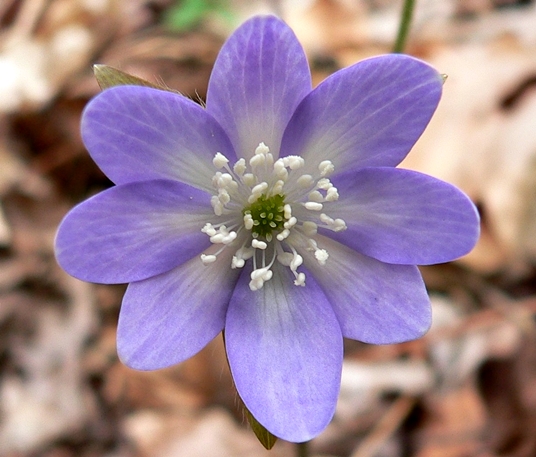 {Anemone acutiloba}